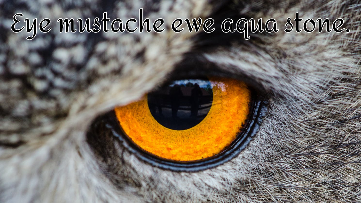 owl eye.jpg